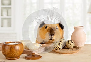 Funny guinea pig in a chef`s hat