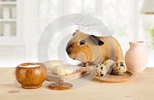 Funny guinea pig in a chef`s hat in the kitchen