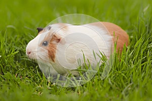 Funny guinea pig eating grass in the garden outdoors