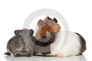 Funny guinea pig friends playing together