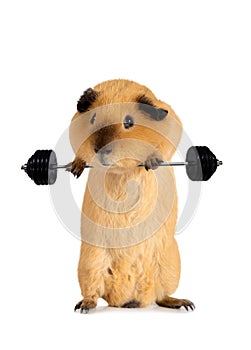 Funny guinea pig lifts a barbell