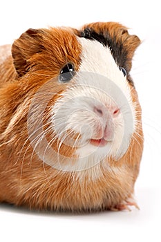 Funny guinea pig portrait