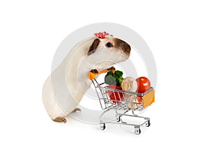 Funny guinea pig with a shopping cart full of vegetables