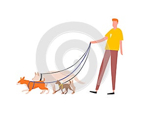 Funny guy holding pack of dogs on leash vector flat illustration. Male volunteer dog sitter walking with pets outdoor