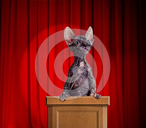 Funny hairless cat standing on a rostrum