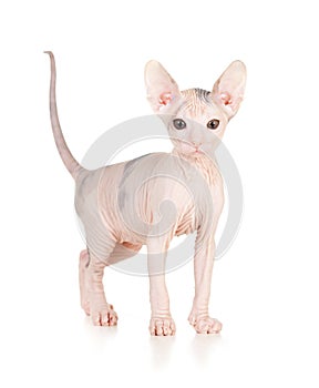 Funny hairless sphynx kitten