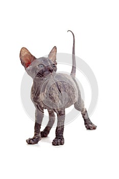 Funny hairless sphynx kitten isolated