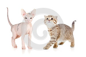 Funny hairless sphynx kitten isolated