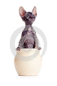 Funny hairless sphynx kitten sitting in pot