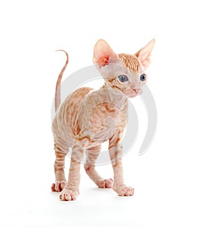 Funny hairless sphynx tabby kitten isolated