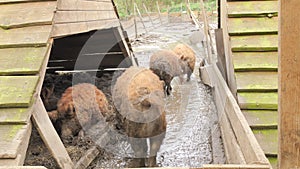 Funny hairy brown pig in the mud on the farm