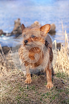 A funny hairy little dog of the Yorkshire Terrier breed.