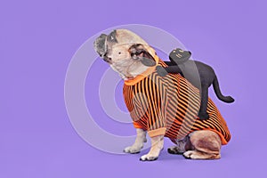 Funny Halloween dog costume. French Bulldog with spooky black cat riding on back on purple background