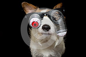 FUNNY HALLOWEEN DOG WEARING A ZOMBIE BLOODSHOT EYES GLASSES. ISO