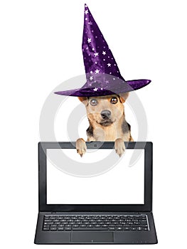 Funny Halloween dog witch hat laptop notebook blank screen isolated