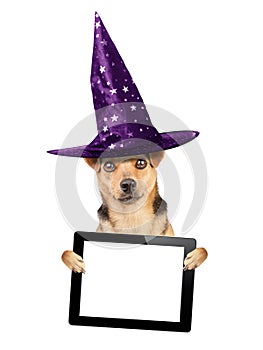 Funny Halloween dog witch hat tablet pic blank screen isolated