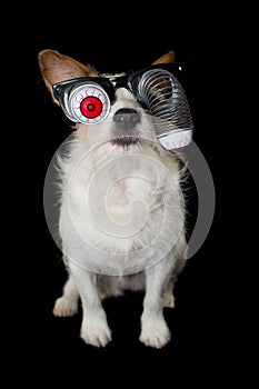 FUNNY HALLOWEEN JACK RUSSELL DOG WEARING A ZOMBIE BLOODSHOT EYES GLASSES COSTUME. ISOLATED AGAINST BLACK BACKGROUND