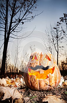 Funny halloween pumpkin in the forest