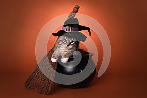 Cute Halloween Witch Themed Kitten
