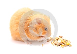 Funny hamster