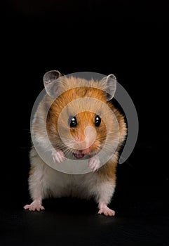 Funny hamster