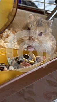 Funny hamster eating seed in cage on color background