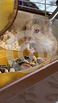 Funny hamster eating seed in cage on color background