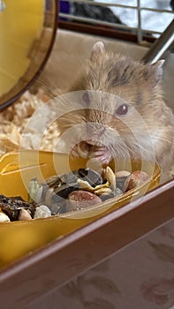 Funny hamster eating seed in cage on color background