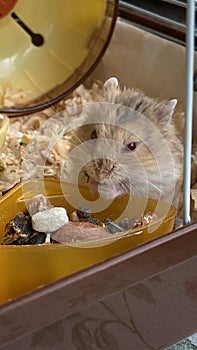 Funny hamster eating seed in cage on color background