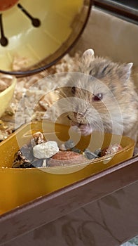 Funny hamster eating seed in cage on color background