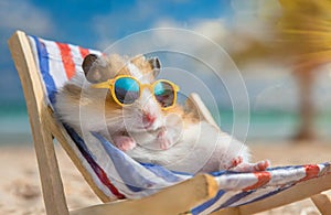Funny hamster with sunglasses is relaxing in a sun lounger on the beach