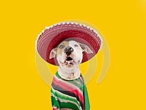 Funny Happy American Staffordshire dog celebrating carnival, hallowen or new year dressed as a mexican. Isolated on yellow