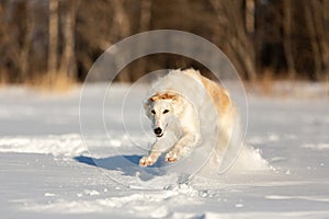 Funny and happy beige Russian borzoi dog running fast on the snow in the winter field