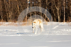 Funny and happy beige Russian borzoi dog running fast on the snow in the winter field