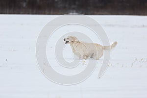 Funny, Happy and crazy golden retriever dog running fast in the field in winter