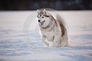 Funny, happy and cute beige and white dog breed siberian husky running on the snow path in the field