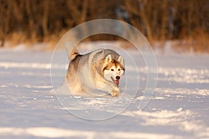 funny, happy and cute beige and white dog breed siberian husky running on the snow in the winter field