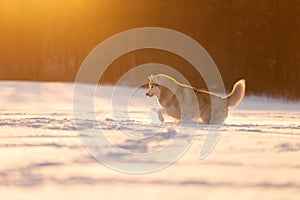 Funny, happy and cute beige and white dog breed siberian husky running on the snow in the winter field at golden sunset