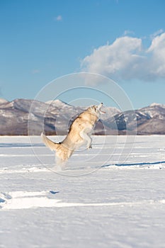 Funny, happy and cute beige and white dog breed siberian husky with tonque out jumping on the snow in the winter field