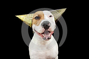 Funny and happy dog celebrating new year, birthday and carnival wearing two party hats. Isolated on black background