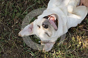 funny happy dog lying on grass sticking out tongue and rolling eyes