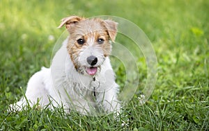 Funny happy dog puppy panting in a hot summer