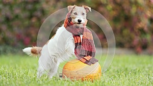 Funny happy dog standing on a pumpkin and wearing warm scarf in autumn, halloween, fall or happy thanksgiving