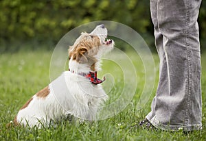 Funny happy pet dog puppy howling, talking to his owner