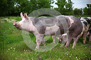 Side view portrait of a happy young pig