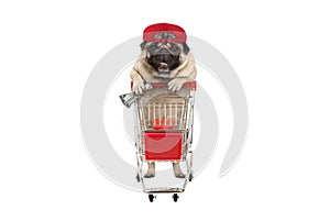 Funny happy pug puppy dog with money in is hand, leaning on shopping cart