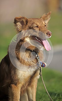 Funny happy red dog mongrel sitting