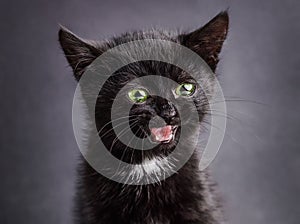 Funny happy surprised black kitten on grey background.