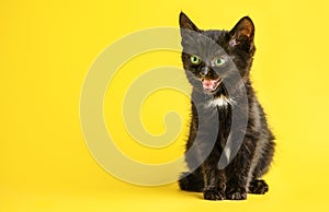 Funny happy surprised black kitten in yellow background.