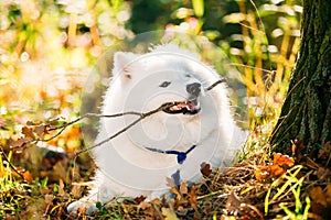 Funny Happy White Samoyed Dog Outdoor in Autumn Forest, Park